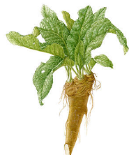 10 Big Top Horseradish Roots